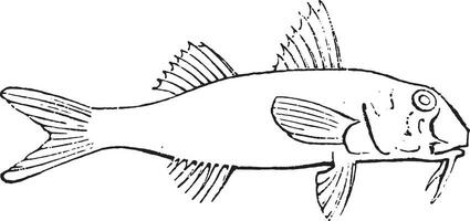 Red mullet or surmullet, vintage engraving. vector