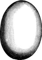 Egg of Aepyornis, vintage engraving. vector