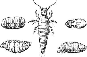 Insect larvae and nymphs vesicant, vintage engraving. vector