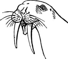 Walrus head, vintage engraving. vector