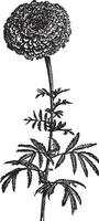 Tagete stands Tagetes erecta or Mexican Marigold, vintage engraving. vector