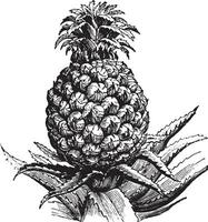 Pineapple, vintage engraving. vector