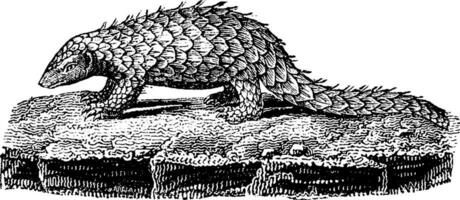 Pangolin or scaly anteater, vintage engraving. vector