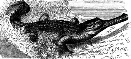 Gharial, vintage engraving. vector