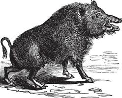 Wild boar or Sus scrofa vintage engraving vector