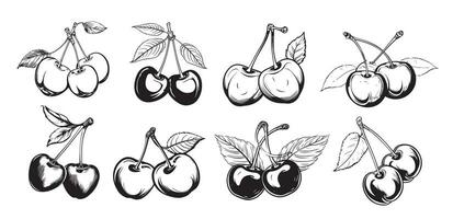 Cherry vector drawing set. Isolated hand drawn berry on white background.