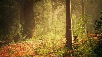 uma floresta preenchidas com grande quantidade do alta árvores video