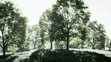 een toneel- visie van bomen Aan een mooi heuvel video