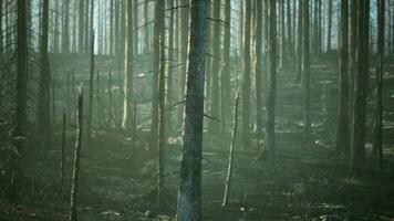 un carbonizado y solitario bosque paisaje después un devastador fuego video