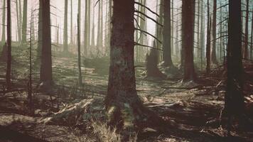 A forest filled with lots of tall trees video