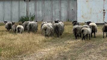 in esecuzione pecora allevamento. gregge su un' camminare su un' soleggiato estate giorno su un' azienda agricola. un' gruppo di non tosato timido pecore. pecora su un abbandonato azienda agricola. pecora azienda agricola. video