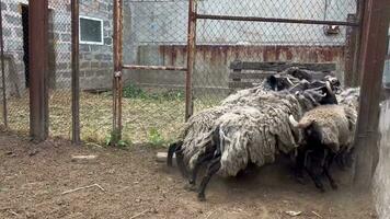 Running sheep. Sheep running out of the paddock for free range. Cattle breeding. Sheep husbandry. video