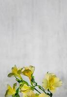 amarillo Alstroemeria flores en un gris borroso fondo, derechos de autor Derecha para tu texto. foto