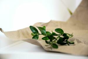 Boxwood branches on a background of crumpled craft paper. photo