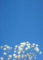 blanco pequeño flores en un azul antecedentes con un sitio para saludo texto. foto