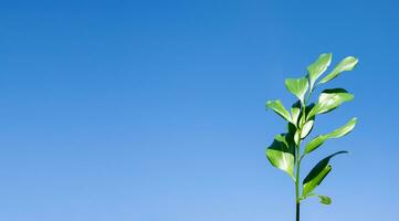 Closeup of a green branch against blue sky. photo