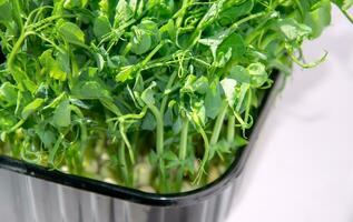 dulce guisantes. microgreens para Cocinando en un azul borroso antecedentes. foto