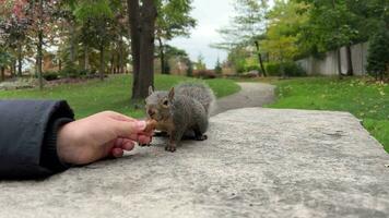 alimentación ardillas carolina ardilla valiente gris ardilla en un ciudad parque. Canadá. un niña alimenta un ardilla en un otoño parque. un ardilla come un bellota desde un muchachas manos. video