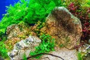 Tropical freshwater aquarium photo