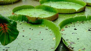 Large, pale green lotus flowers in a pond at the park when it's about to rain. video