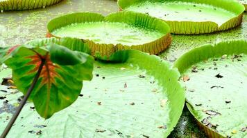 Large, pale green lotus flowers in a pond at the park when it's about to rain. video