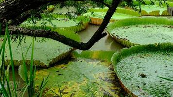 Large, pale green lotus flowers in a pond at the park when it's about to rain. video