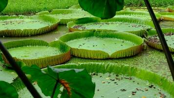 Large, pale green lotus flowers in a pond at the park when it's about to rain. video