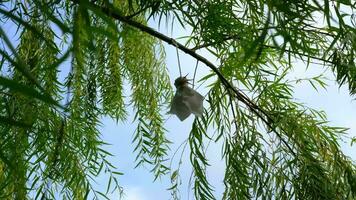 japonés lluvia repelente muñeca o teru teru bozu colgando en un rama en el jardín. video
