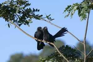 Smooth-billed Ani, Crotophaga ani, on a branch with chick, Serra da Canastra National Park, Minas Gerais, Brazil photo