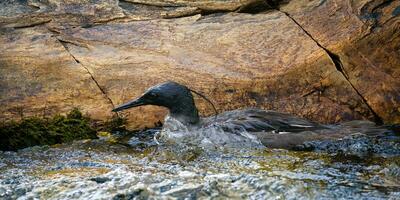 Brazilian merganser, Mergus octosetaceus, swimming in a river, Serra da Canastra National Park, Minas Gerais, Brazil photo