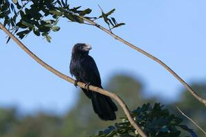 Smooth billed Ani, Crotophaga ani, on a branch, Serra da Canastra National Park, Minas Gerais, Brazil photo