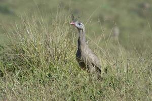 Red legged Seriema or Crested Seriema, Cariama cristata, in grass, Serra da Canastra National Park, Minas Gerais, Brazil photo