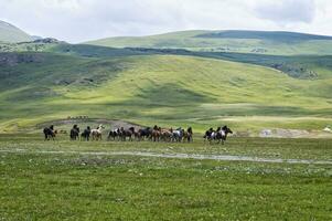 Horses running in Naryn gorge, Naryn Region, Kyrgyzstan photo