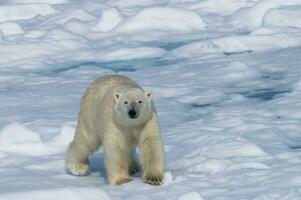 Male Polar Bear, Ursus maritimus, walking over pack ice, Spitsbergen Island, Svalbard archipelago, Norway, Europe photo