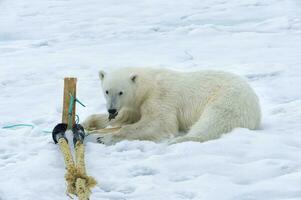 Ursus maritimus, Polar bear inspecting and chewing on the pole of an expedition ship, Svalbard Archipelago, Norway photo