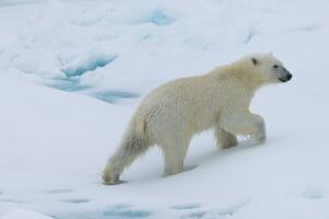 Polar bear cub, Ursus maritimus, walking on a melting ice floe, Spitsbergen Island, Svalbard archipelago, Norway, Europe photo