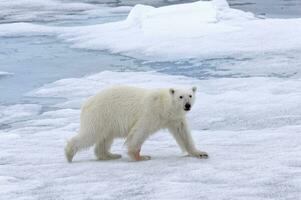 Polar bear, Ursus maritimus, female walking on pack ice, Svalbard Archipelago, Barents Sea, Arctic, Norway photo