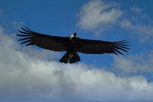 Andean Condor, Vultur gryphus, in flight, Coyhaique Alto, Aysen Region, Patagonia, Chile photo