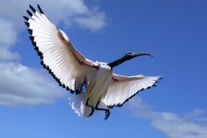 africano sagrado ibis, Threskiornis aethiopicus, en vuelo, capa ciudad, sur África foto