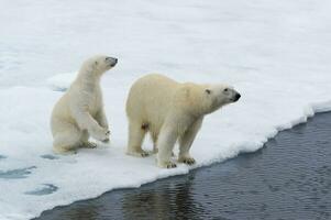 Mother polar bear, Ursus maritimus, with a cub on the edge of a melting ice floe, Spitsbergen Island, Svalbard archipelago, Norway, Europe photo