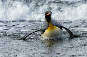 King Penguin, Aptenodytes patagonicus, coming out of the water, Salisbury Plain, South Georgia Island, Antarctic photo