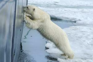 Curious Ursus maritimus, Polar bear springing on ship's hull and trying to enter through a porthole, Svalbard Archipelago, Norway photo