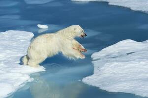 masculino polar oso, ursus marítimo, con sangre en su nariz y pierna saltando terminado hielo témpanos y azul agua, Spitsbergen isla, Svalbard archipiélago, Noruega, Europa foto