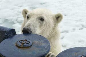 Polar bear, Ursus maritimus, trying to climb an expedition ship, Svalbard Archipelago, Norway photo