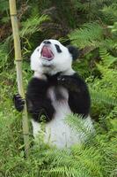 dos años Envejecido joven gigante panda, ailuropoda melanoleuca chengdú, sichuan, China foto