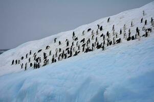 Group of Chinstrap penguins, Pygoscelis Antarctica, congregated on an iceberg, South Orkney Islands photo
