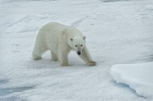 Polar bear, Ursus maritimus, female walking on pack ice, Svalbard Archipelago, Barents Sea, Arctic, Norway photo