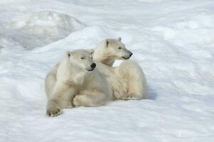 Mother polar bear with a two years old cub, Ursus Maritimus, Wrangel Island, Chuckchi Sea, Chukotka, Russian Far East, UNESCO World Heritage Site photo