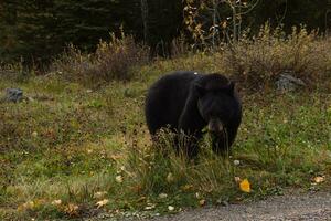 Brown bear eating in the grass photo