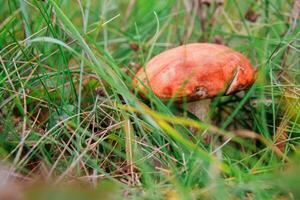 mushroom in the forest photo